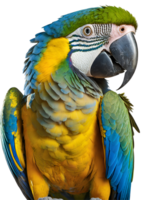 Illustration of blue and yellow ara parrot png