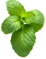 Realistic fresh mint leaves png