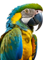 Close up blue and yellow macaw portrait png