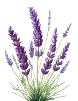 Illustration von Lavendel png