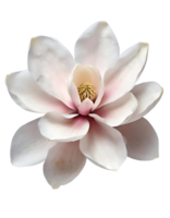 realista hermosa chino magnolia flor png