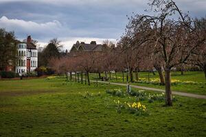 tranquilo parque escena con floreciente narcisos y desnudo árboles, con un devanado camino y residencial casas en el antecedentes debajo un nublado cielo en Harrogate, norte yorkshire. foto