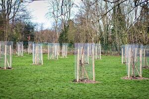 Young trees protected by wooden stakes and wire mesh in a green public park, showcasing urban reforestation and environmental conservation efforts in Harrogate, North Yorkshire. photo