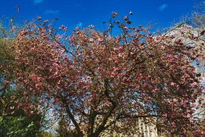 Blossoming pink cherry tree against a clear blue sky on a sunny day, signaling the arrival of spring in York, North Yorkshire, England. photo