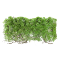 Tropical forest tree isolated on transparent background png