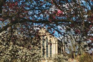 Springtime view of a historic building framed by branches with pink and white blossoms under a clear blue sky in York, North Yorkshire, England. photo