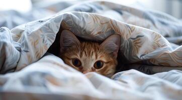 jengibre gato anidado cómodamente entre acolchado mantas durante luz horas foto