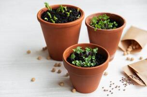 Pots with various vegetables seedlings. photo