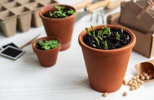 Pots with various vegetables seedlings. photo