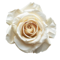 White rose isolated on transparent background. png