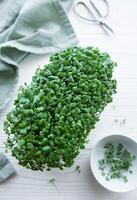 Tray of radish microgreens. photo