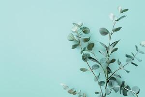 Eucalyptus Branches Elegantly Placed Against a Soft Blue Background photo