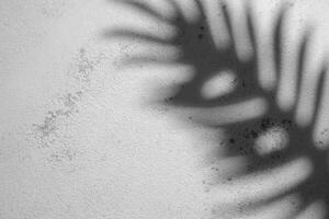 Shadow of a Fern Leaf Cast on a Textured White Wall During Daylight photo