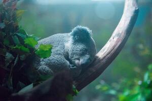 ver de un animal dormido en rama foto