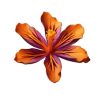 Top view of cobra saffron flower isolated on transparent background png