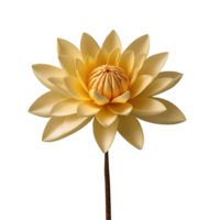 Golden champa flower isolated on transparent background png