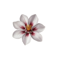 Blooming balsam flower isolated on transparent background. png