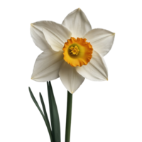 schön Weiß Narzisse Blume isoliert auf transparent Hintergrund png