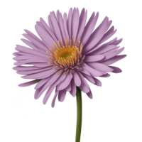 aster flor aislado en transparente antecedentes png