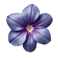 Top view of flower isolated on transparent background png