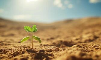 Resilience in Aridity - Lone Plant Flourishing in the Desert photo