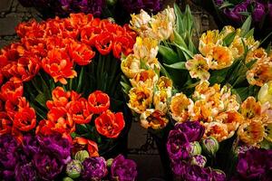 Vibrant tulips in orange, yellow, and purple hues, freshly bloomed and displayed at a flower market, showcasing the beauty of spring florals in York, North Yorkshire, England. photo
