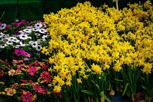 Vibrant garden scene with a lush display of yellow daffodils in the foreground, complemented by pink and white daisies, set against a green backdrop in York, North Yorkshire, England. photo