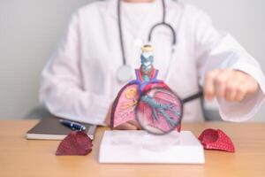 Doctor with Lung anatomy with magnifying glass. Lung Cancer, Asthma, Chronic Obstructive Pulmonary or COPD, Bronchitis, Emphysema, Cystic Fibrosis, Bronchiectasis, Pneumonia and world Lung day photo