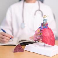 Doctor with Smoker and normal Lung anatomy for Disease. Lung Cancer, Asthma, Chronic Obstructive Pulmonary or COPD, Bronchitis, Emphysema, Cystic Fibrosis, Bronchiectasis, Pneumonia and world Lung day photo