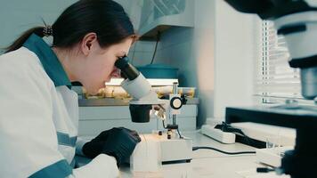 giovane scienziato guardare attraverso microscopio e indagare bio materiale di suolo nel laboratorio. femmina laboratorio lavoratore nel gomma da cancellare guanti fabbricazione analisi utilizzando moderno ricerca tecnologie video