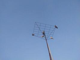 Birds perched on a pole on the sky background. photo