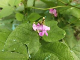 Close up pink color lima bean flower and green, Beautiful hyacinth bean vegetable plant. photo