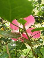 Hibiscus flower back with leaves photo