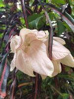 A flower that is light pink and white photo