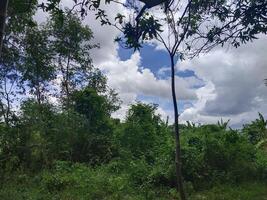 arboles con azul cielo y blanco nubes foto