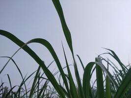 verde césped de cerca en el prado. bajo ángulo ver de Fresco césped en contra un azul cielo. foto