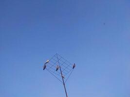 Birds perched on a pole on the sky background. photo