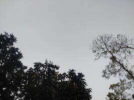 silueta de arboles en contra el cielo. foto