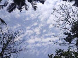 Trees with blue sky and white clouds for background. Summer holiday concept. photo