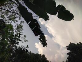 Blue sky with white clouds above the trees. photo