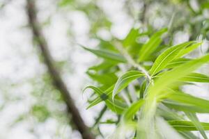 Incredible close up photos of leaves and branches with copy space.