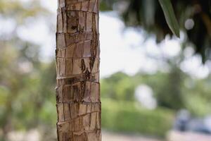 This is a close up photo of a bamboo trunk with copy space.