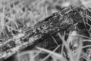 A large piece of wood amidst the grass. This is a close up photo. photo