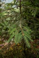 Green pine needles branch background. Natural texture photo