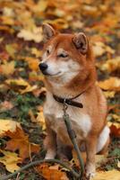 Shiba Inu dog. Portrait of a Japanese Shiba Inu dog in an autumn park photo