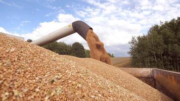 descarga grano desde combinar dentro camión. que cae trigo grano video