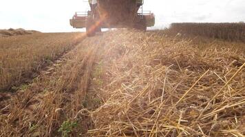 camera follow combine harvesting ripe wheat, stubble remaining behind combine video