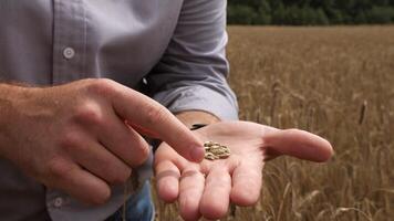 close-up of a man examines ripe grains of wheat in his palm video