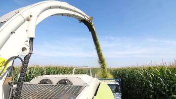 en kombinera tröskor skördar en fält av majs. majs skörda. framställning ensilage video