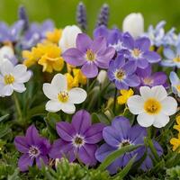 spring flowers in garden. photo